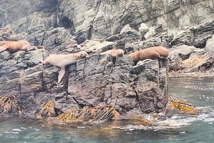 Seals resting on a rocky outcrop by the water. 3