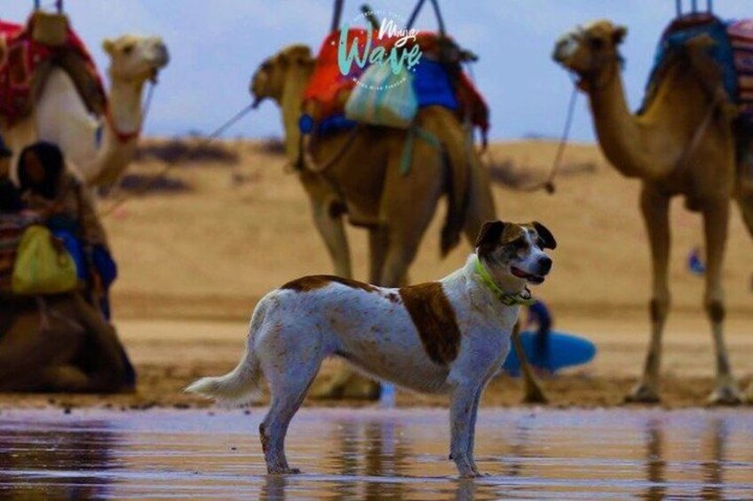 Un perro de pie en aguas poco profundas, con camellos al fondo. 2