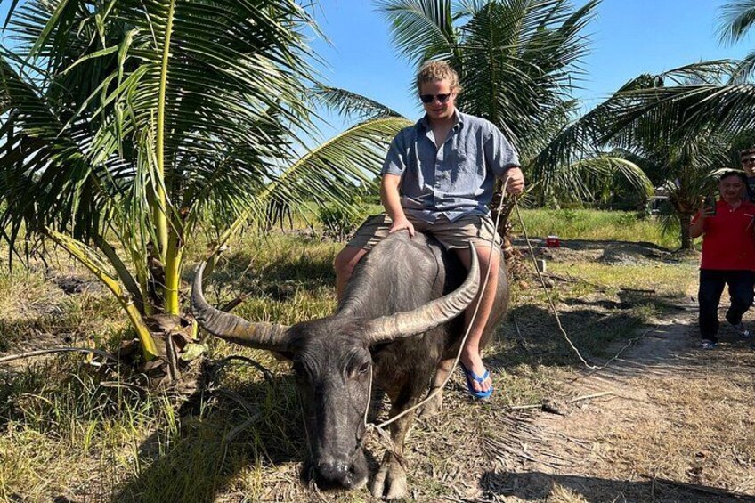 Iemand rijdt op een os over een stoffig pad, met palmbomen op de achtergrond. 3