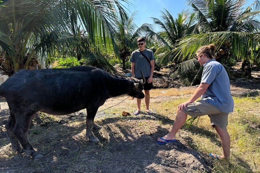 Een zwart buffel in een natuurlijke omgeving met palmbomen en een persoon die in de buurt knielt. 4
