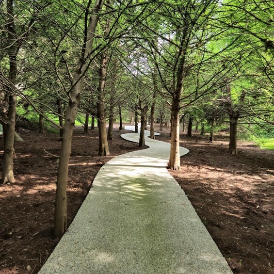 A winding concrete path through a forest with trees on both sides. 1