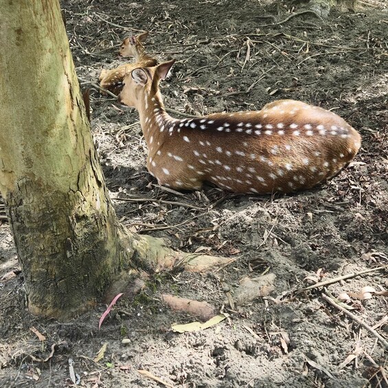 A deer lying on the ground near a tree. 3