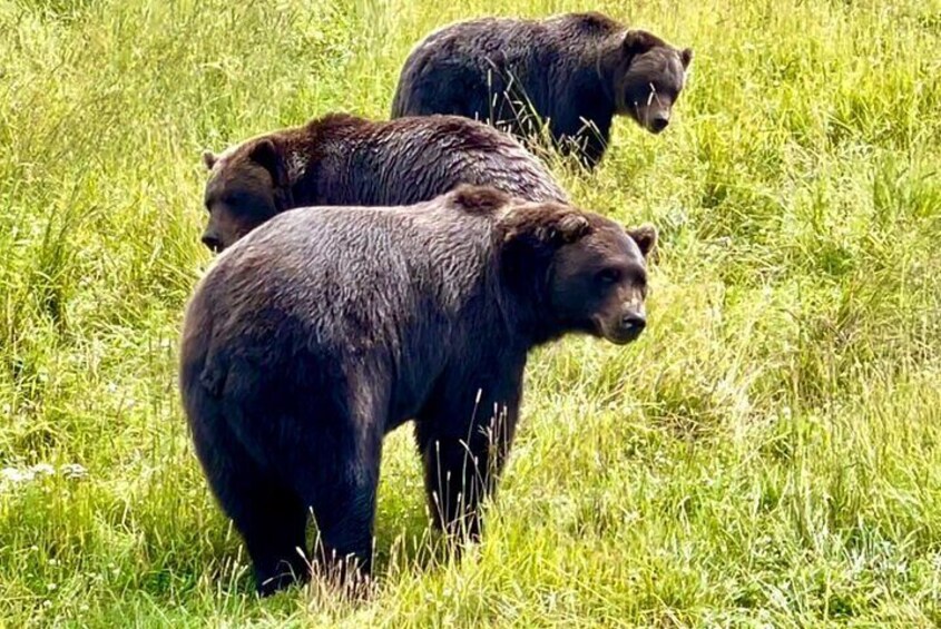 Bears & Beers Tasting Tour out of Anchorage 1