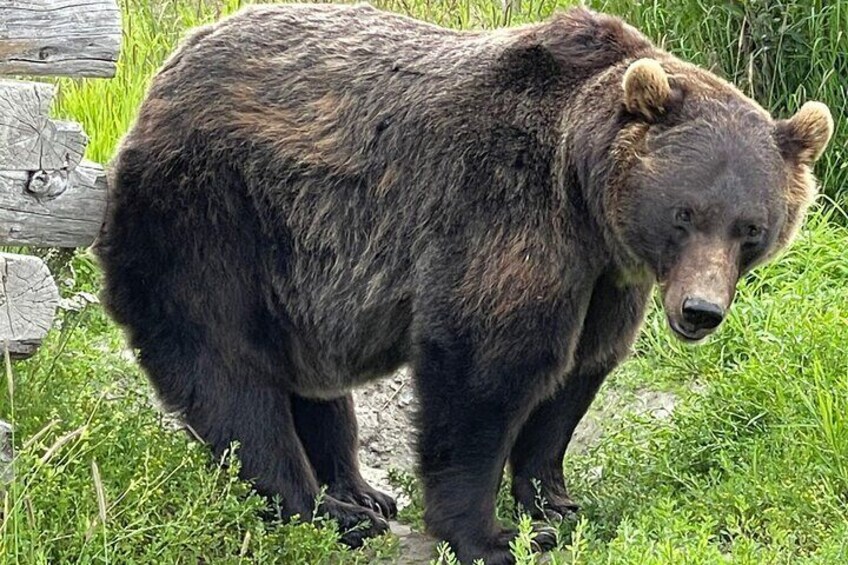 Bears & Beers Tasting Tour out of Anchorage 5