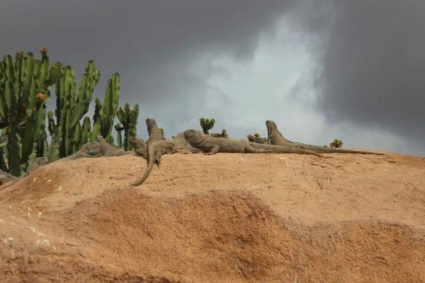 Woestijnlandschap met een grote cactus en een omgevallen boomstam. 4