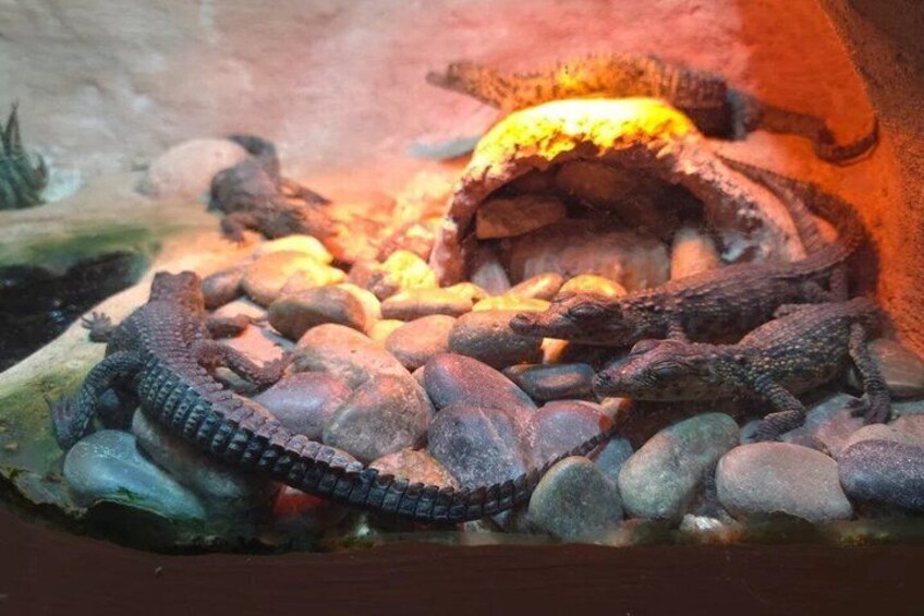 Een reptielenverblijf met rotsen en een warmtelamp. 5