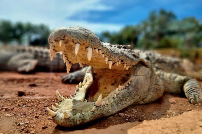 Een krokodil met open mond, scherpe tanden zichtbaar, liggend op een stoffige ondergrond. 3
