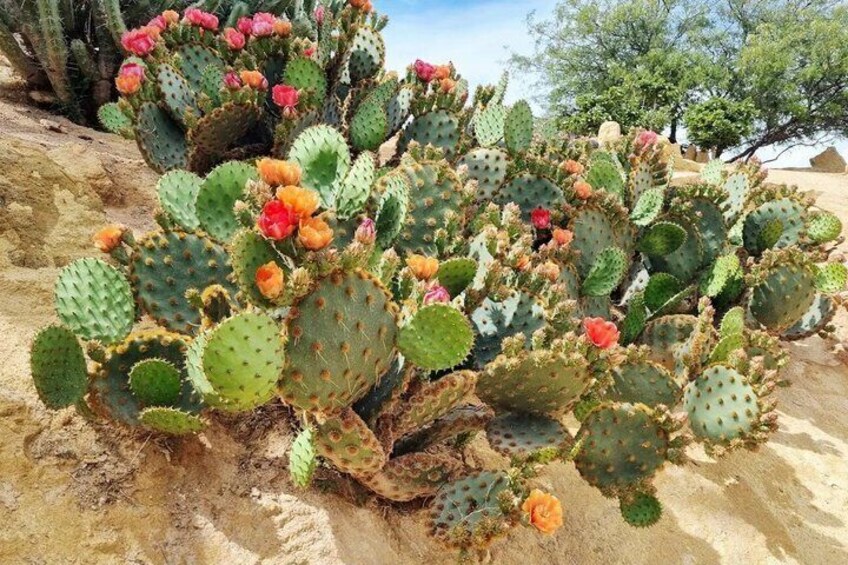 Een grote cactus met groene bladeren en rode bloemen in een woestijnlandschap. 2
