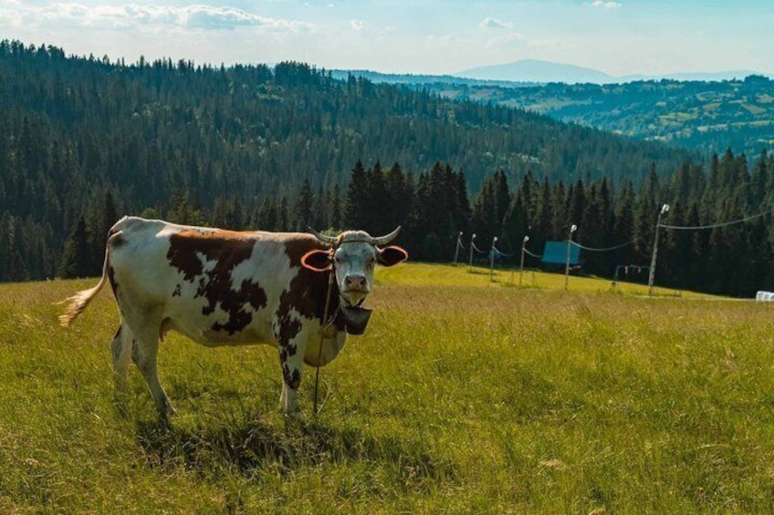 VIP Private Tatra Tour from Krakow: Skywalk, Quads & Thermal Bath 2