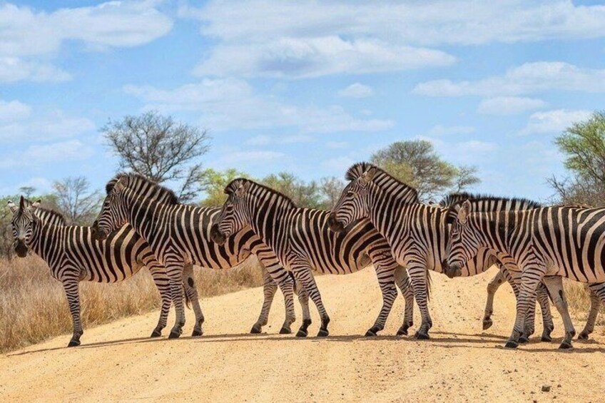 Zebraer på en støvet vej med sparsom vegetation og en klar himmel. 4
