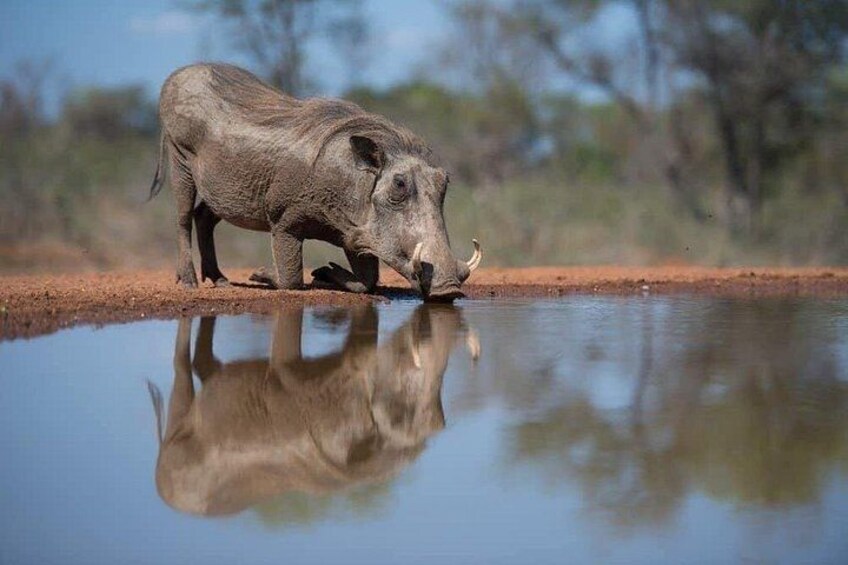 A wild boar standing by a water body with a clear reflection. 2