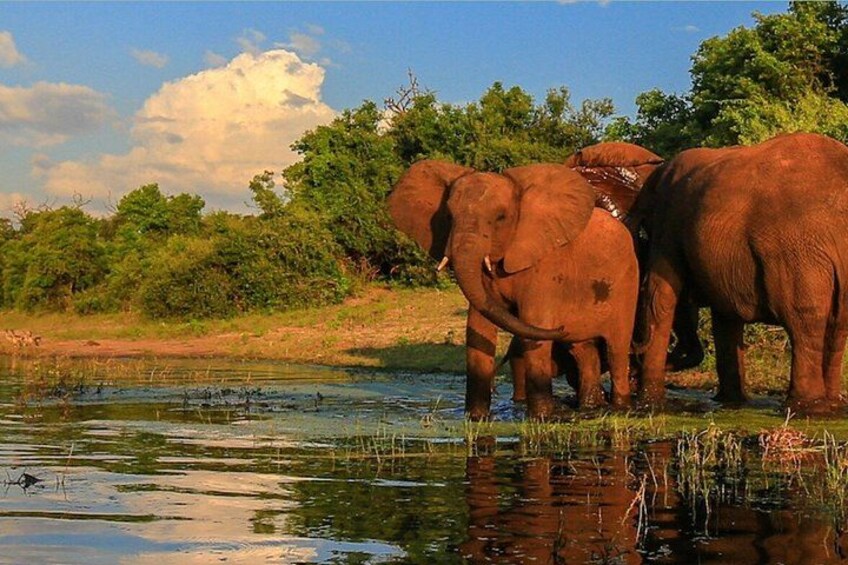 Elephants near a water body with trees and a clear sky. 1