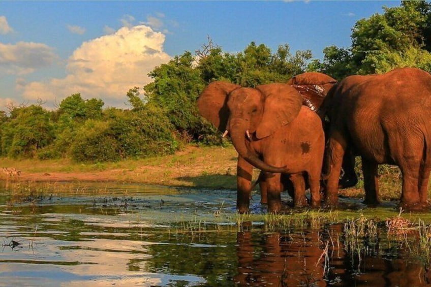 Elephants by a water body with trees and a clear sky. 1