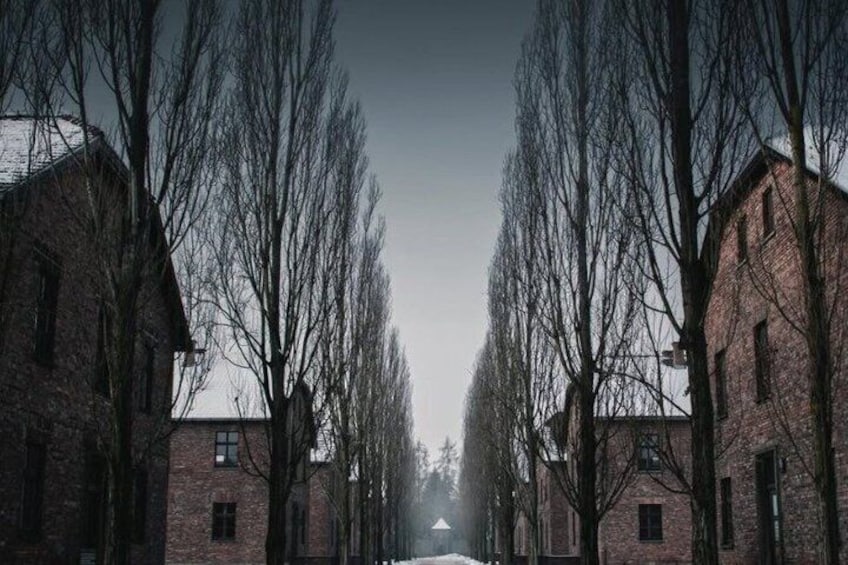 A quiet street lined with bare trees and brick buildings. 4