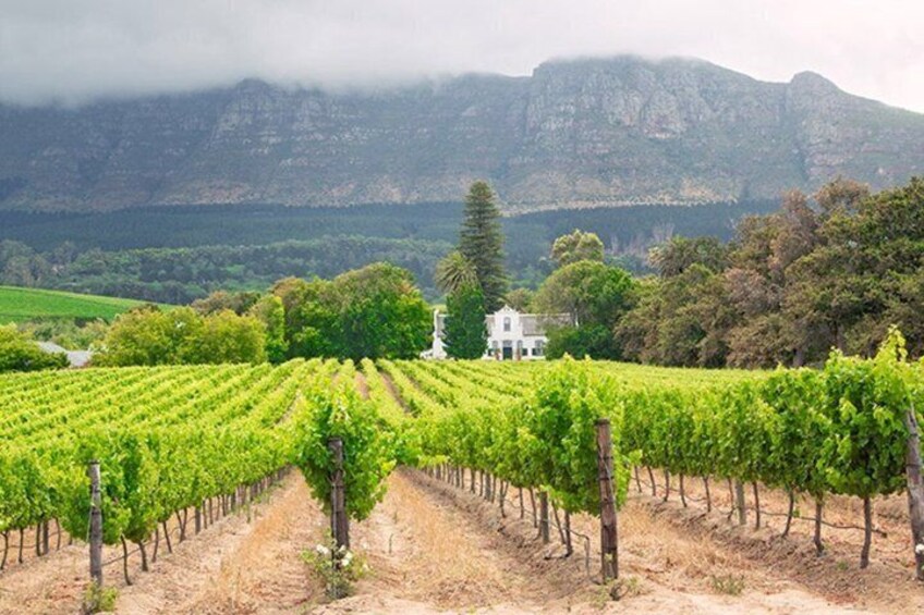 A vineyard with rows of grapevines, a white house, and mountains in the background. 4