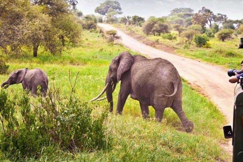 Two elephants on a dirt road in a grassy area with trees in the background. 1