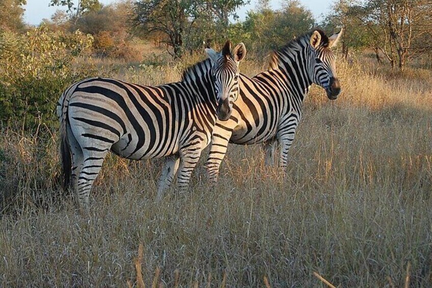 Two zebras standing in a grassy field with trees in the background. 5