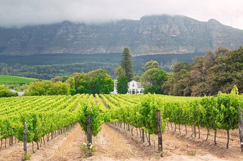 A vineyard with rows of grapevines, a white house, and mountains in the background. 4