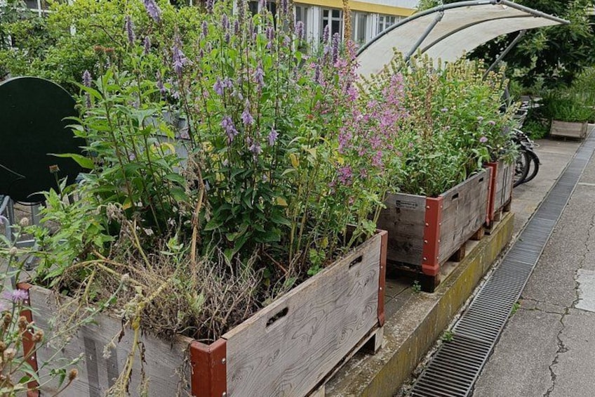 Wooden raised garden beds with purple flowers, a metal grate, and a parked bicycle. 2
