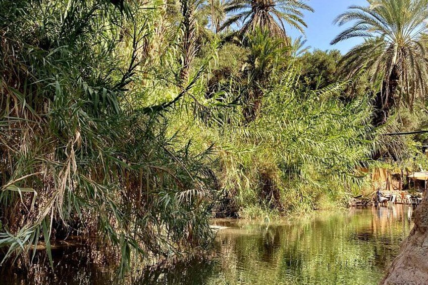 A river with dense vegetation and palm trees. 4