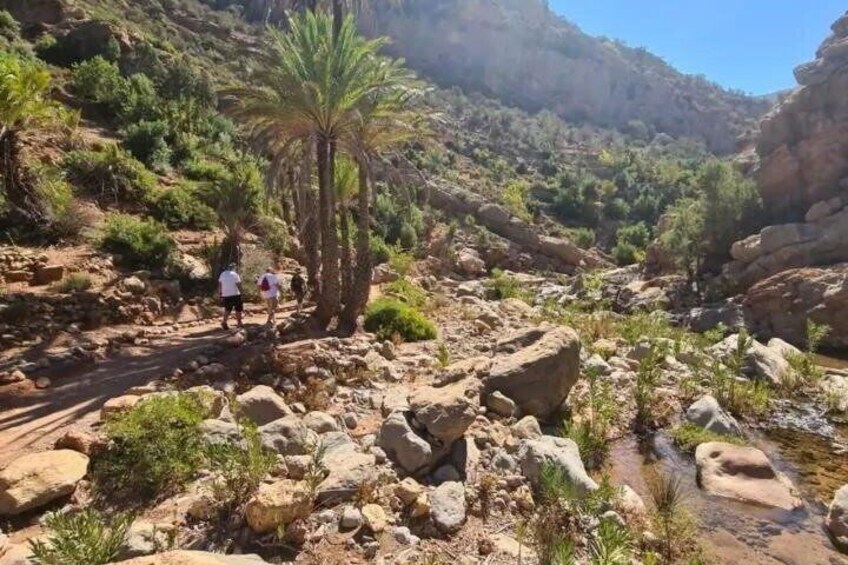 Terreno rocoso con una palmera y excursionistas. 3
