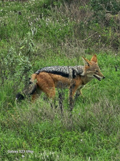 Picture 15 for Activity Addo: Addo Elephant National Park Guided Safari with Lunch 3