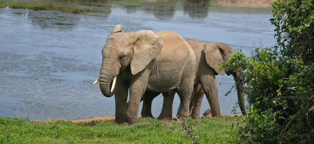 Picture 10 for Activity Addo: Addo Elephant National Park Guided Safari with Lunch 2