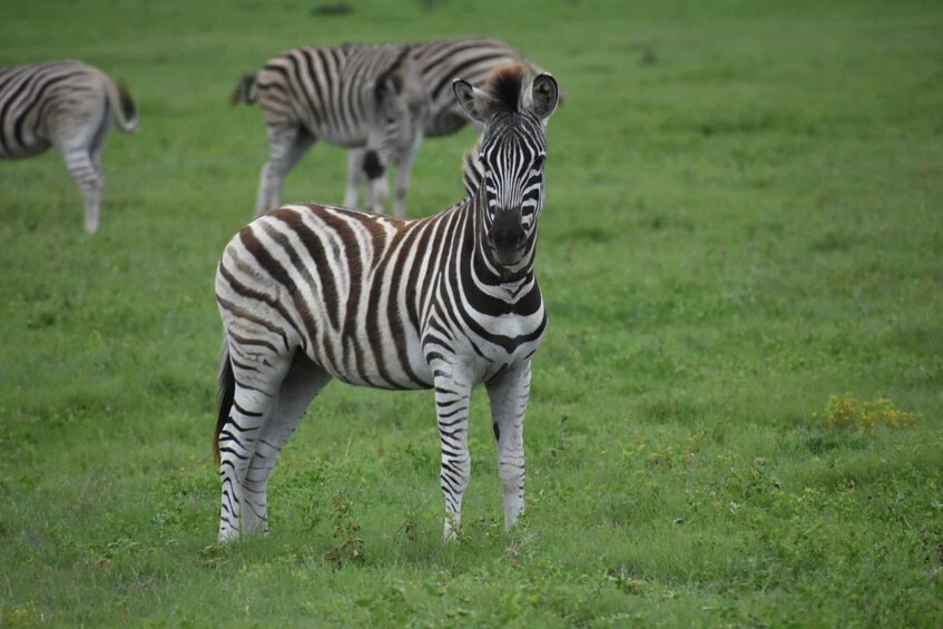 Picture 8 for Activity Addo: Addo Elephant National Park Guided Safari with Lunch 4