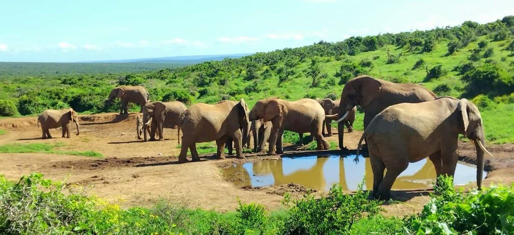Picture 9 for Activity Addo: Addo Elephant National Park Guided Safari with Lunch 5