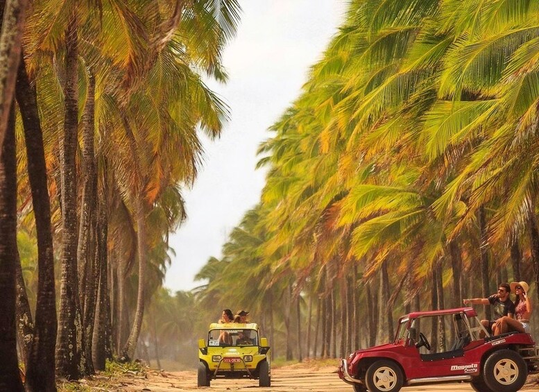 A yellow vehicle and a red vehicle on a palm tree-lined road. 3