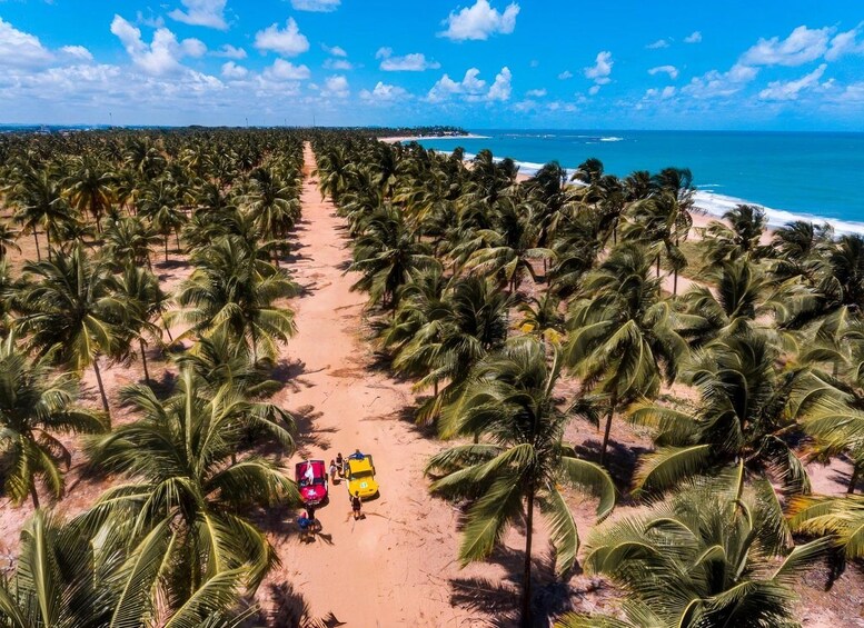 A beach lined with palm trees, a sandy path, and the ocean in the background. 1
