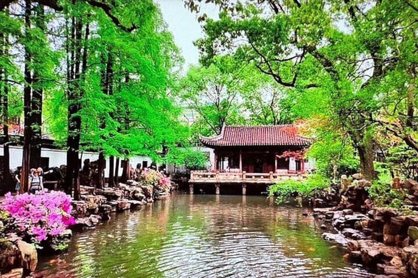 En traditionel japansk have med et bassin, kirsebærblomster og en pagode. 4