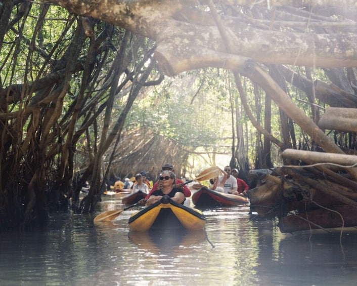 People kayaking through a mangrove forest. 5
