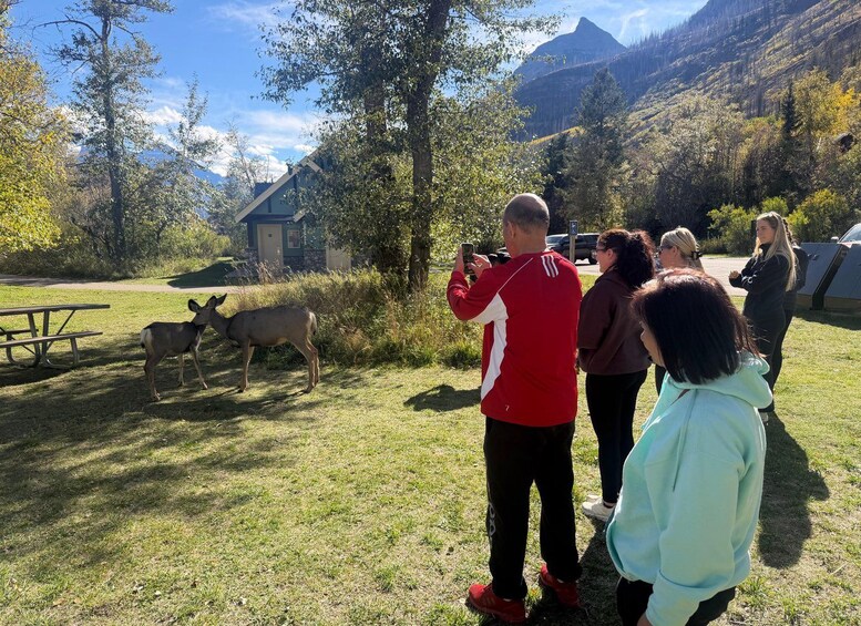 Picture 13 for Activity Waterton National Park Tour & Bison Safari 4