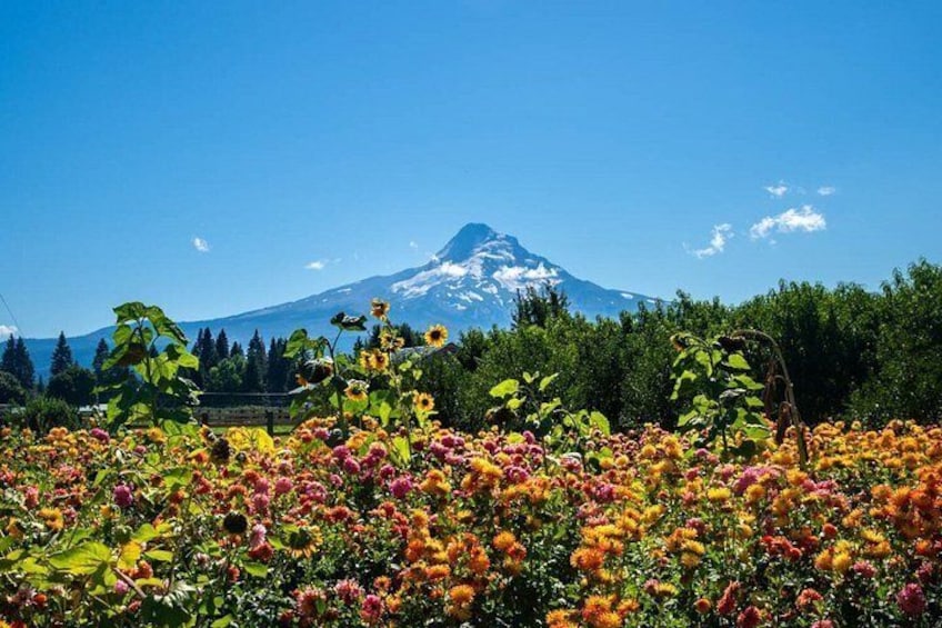Self Guided Driving Audio Tour Mount Hood Scenic Loop 3