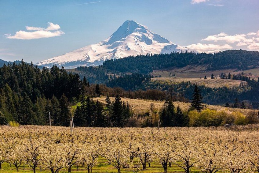 Une montagne aux sommets enneigés, une vallée boisée et un vignoble. 2