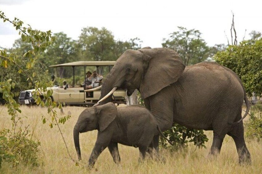 An elephant with a calf walking through a grassy field with a safari vehicle in the background. 1