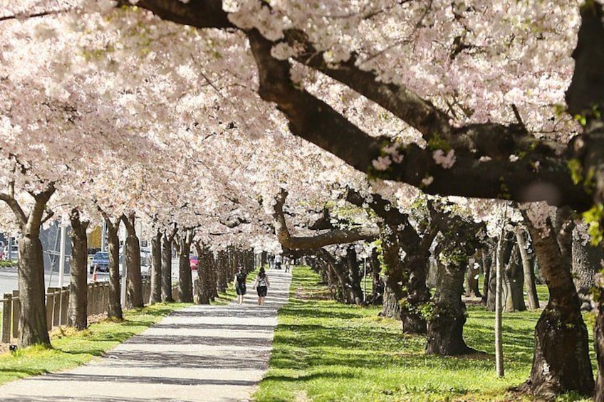 A pathway lined with cherry blossom trees, a grassy area, and a sidewalk. 1