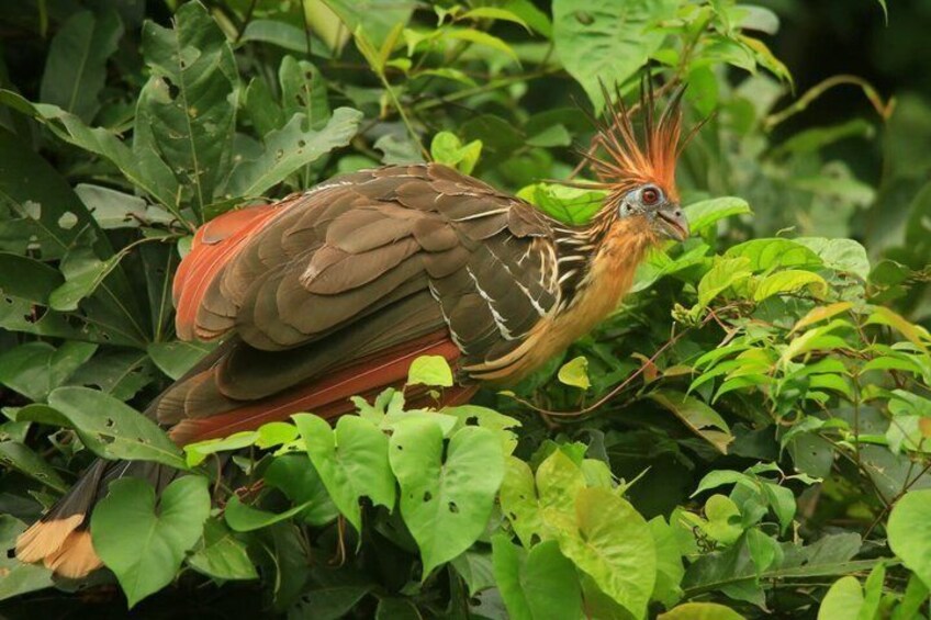 A bird with a distinctive crest and orange head, perched among dense green foliage. 4