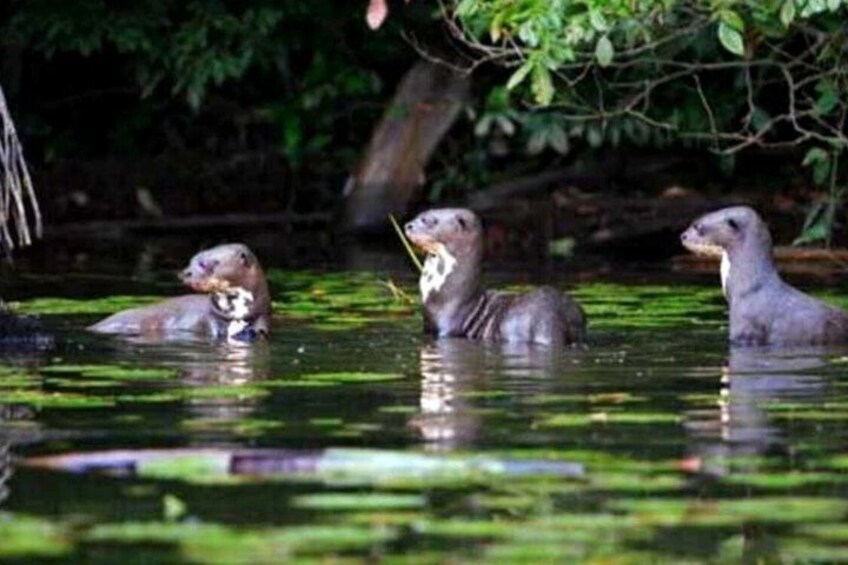 Three otters swimming in a body of water surrounded by greenery. 2