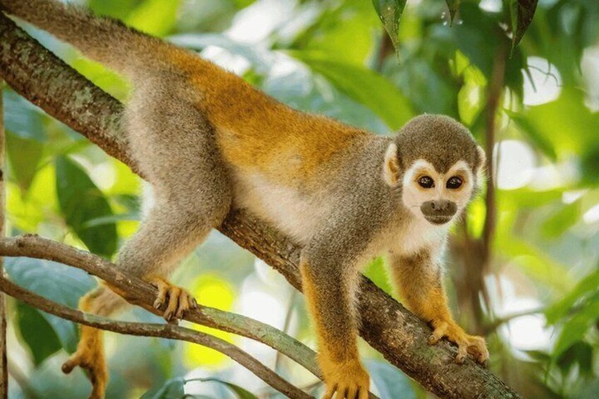 A lemur on a tree branch in a forest. 5
