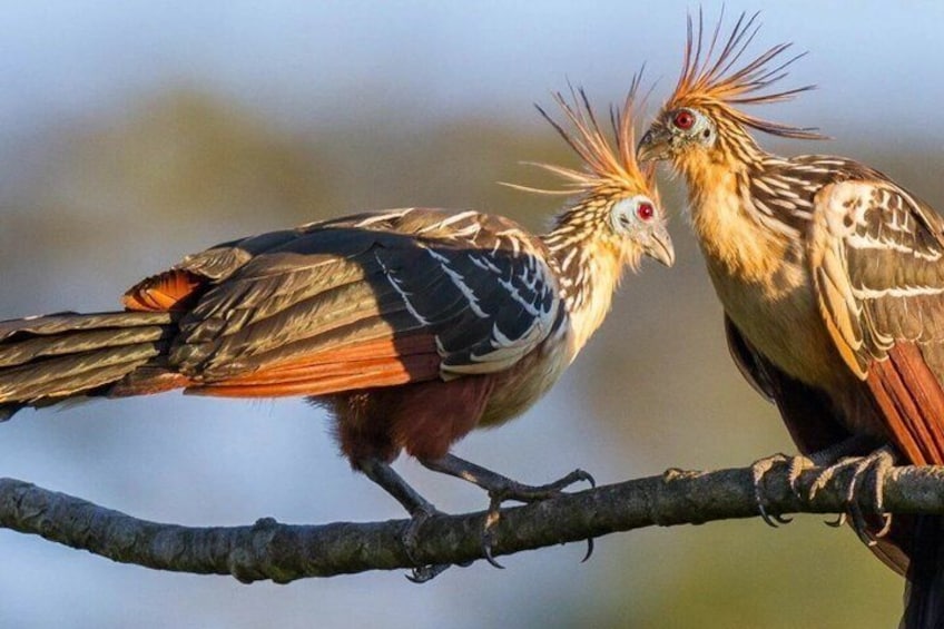 Two birds with distinctive crests perched on a branch. 1