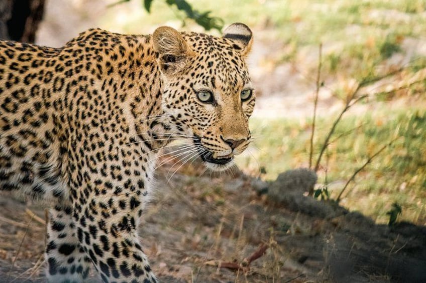 En leopard med plettet pels i et naturligt miljø. 1