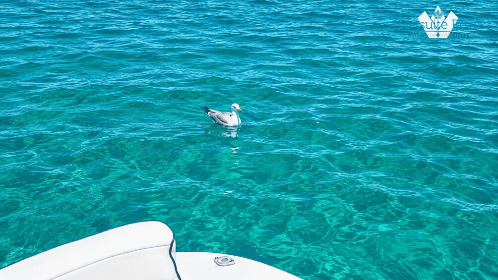 A seagull swimming in clear turquoise water. 5