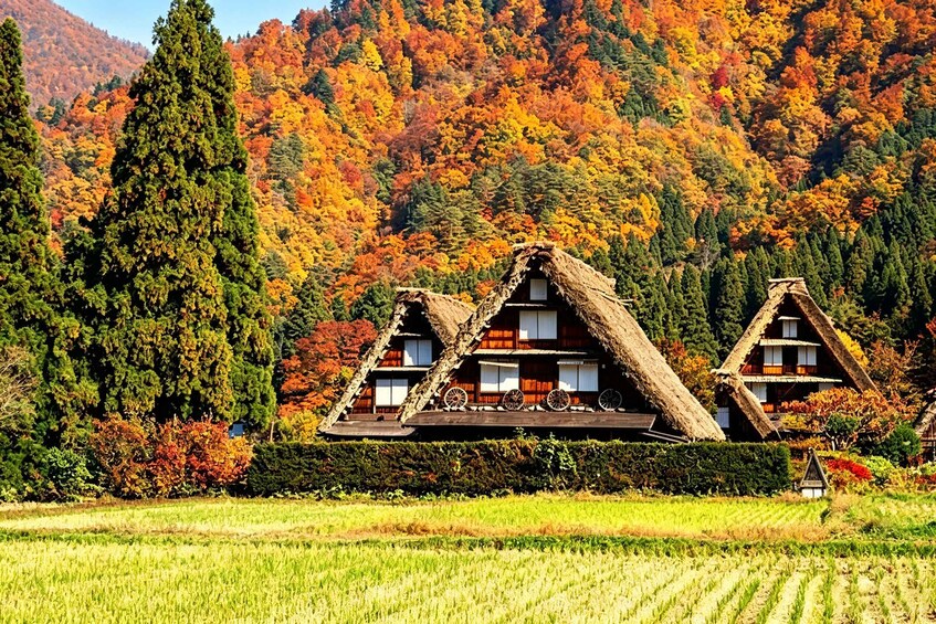 A traditional thatched-roof house with a wooden deck, surrounded by a lush autumnal forest. 1