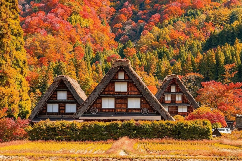 A traditional thatched-roof house with a steeply pitched roof, surrounded by a field and a forest with autumn foliage. 5