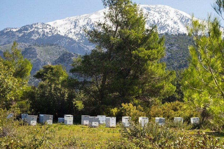 A cemetery with headstones, trees, and a snow-capped mountain in the background. 1