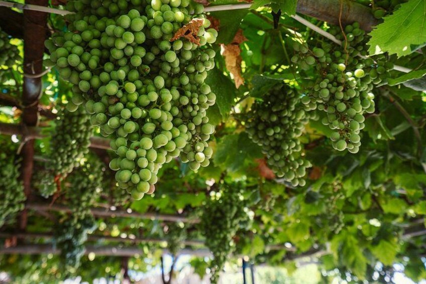 Clusters of green grapes hanging from vines in a vineyard. 3
