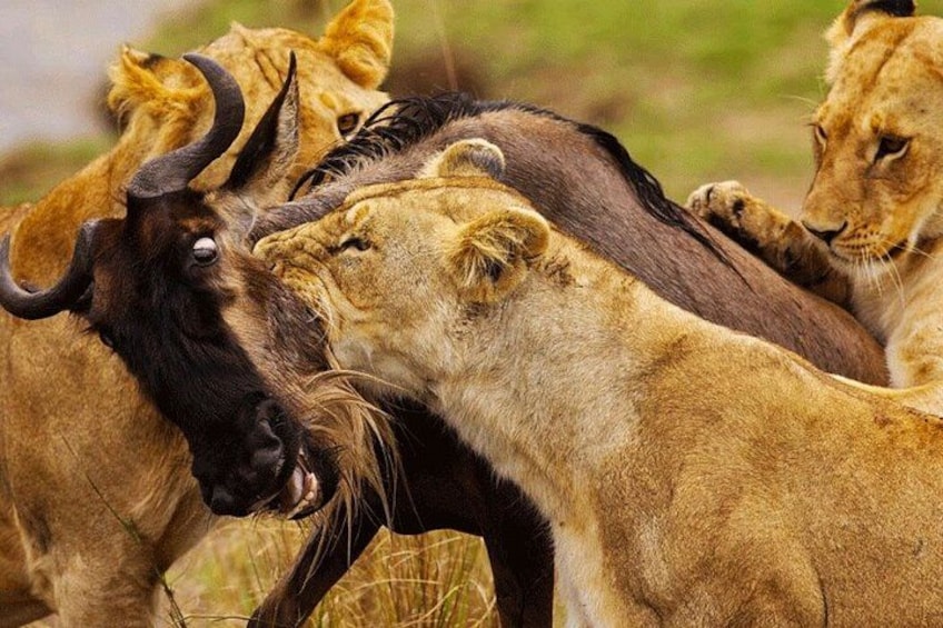 A group of lions with a wildebeest. 3