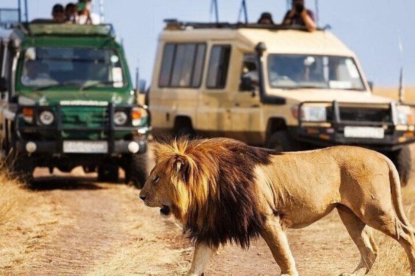A lion walking on a dirt path with safari vehicles in the background. 5